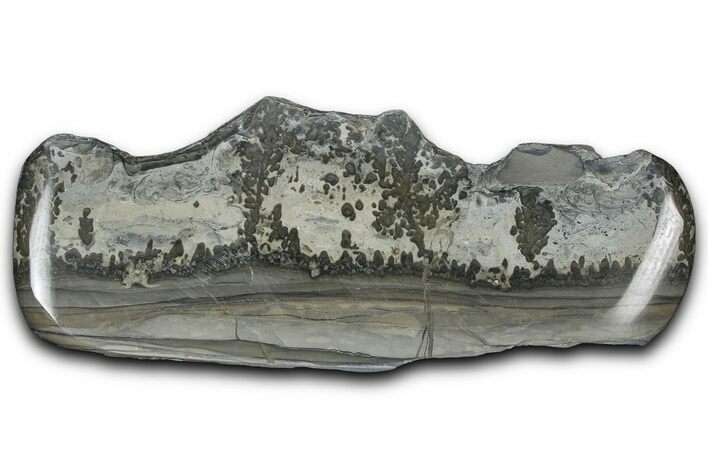 Triassic Aged Stromatolite Fossil - England #365708